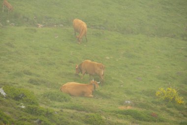 brown cows in the middle of a mountain in foggy weather livestock concept
