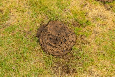 detail of a cow shit located in the bush ecological resource for agriculture bio concept