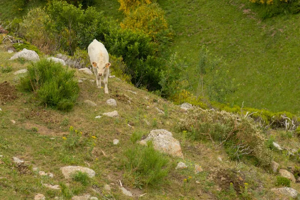 Albino Cow Calf Located Mountains Concept Cattle Ranching — Zdjęcie stockowe