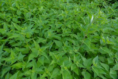 field with a background of nettles in latin urtica which are used for pharmaceuticals and with danger of pain