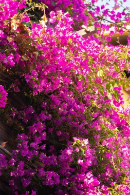 set of pink petunia flowers as an ornament of a house facade with window on a sunny day