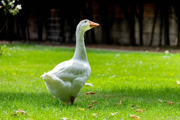 horizontal photo of a white goose with copy space through the weed