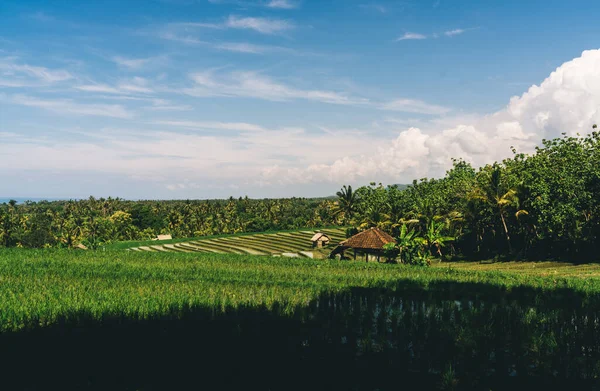 Malownicze Krajobrazy Zielonej Plantacji Rolniczej Mały Domek Położony Pobliżu Trawiastego — Zdjęcie stockowe
