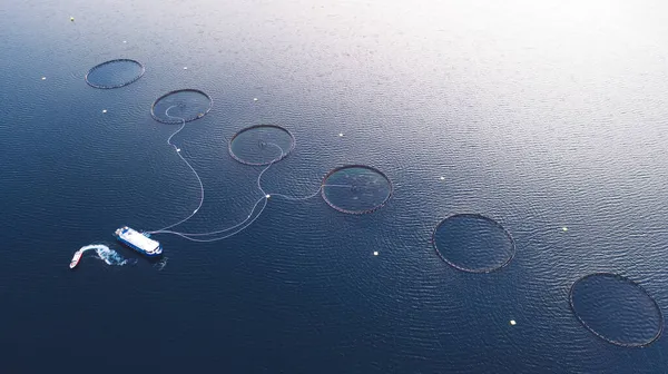Lachsfischzucht Norwegischen Meer Lebensmittelindustrie Traditionelle Handwerkliche Produktion Umweltschutz Luftaufnahme Von — Stockfoto