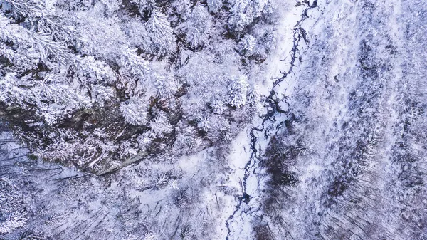겨울에는 눈덮인 속에서 겨울에는 얼어붙은 나무들로 침엽수 근처의 얼어붙은 시냇물의 — 스톡 사진