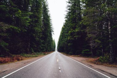 ABD 'de güz mevsiminde, güz mevsiminde, büyük dalları olan ağaçlar boyunca uzanan uzun bir yol.