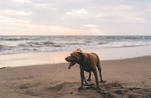 Cute Purebred American Ataffordshire Dog Collar Leash Standing Sandy Beach — Stock Photo, Image