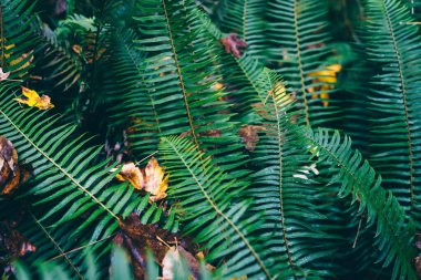 Yeşil yapraklı bitki yığınları, gün içinde sık ağaçlıklarda yetişen parlak kuru ağaç yapraklarıyla kaplıdır.