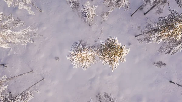 Aerial View Drone Nature Landscape Capped Snow Surrounded Coniferous Forest — Stock Photo, Image