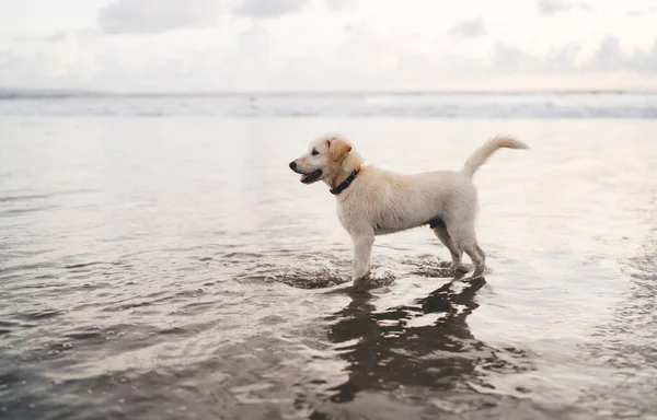 Cheerful Cozy Collar Standing Water Sea Beach Bali Dusk Cloudy — Stock Photo, Image