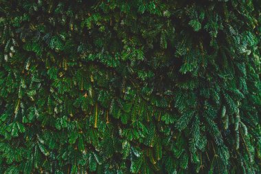 Ladin Noel 'in ve Yeni Yıl' ın dokulu arka planında her daim yeşil kozalaklı ağaç kabarık köknar iğneli taze, yoğun dallar