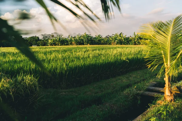 Picturesque View Sunlit Lush Green Rice Field Surrounded Palm Plantations — стокове фото