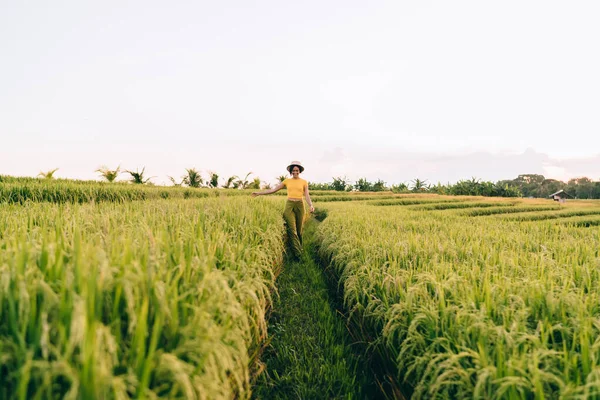 Vietnam Kırsalında Bulutlu Bir Günde Canlı Yeşil Pirinç Tarlaları Arasında — Stok fotoğraf