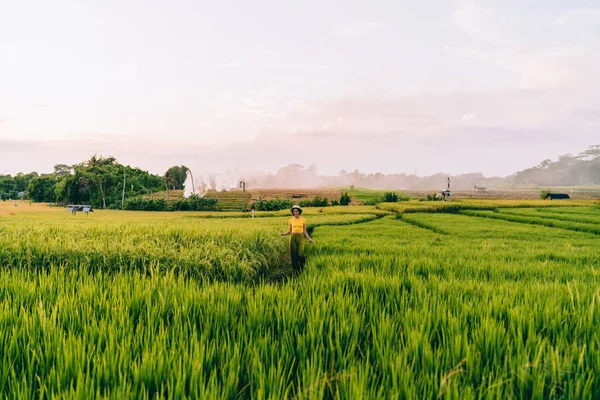 Γεωργός Καπέλο Που Περπατά Μόνος Του Ανάμεσα Ψηλούς Θάμνους Ρυζιού — Φωτογραφία Αρχείου