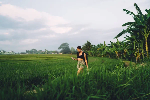 Tatil Sırasında Bali Deki Pirinç Tarlasında Elinde Akıllı Telefonla Gezen — Stok fotoğraf