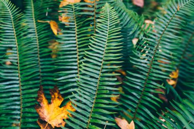Sonbahar günü kozalaklı ormanda çiftlikte yan yana büyüyen eğreltiotu yaprakları yığını.