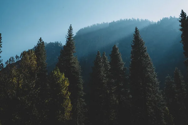 Вид Мальовничий Ландшафт Соснових Дерев Зеленому Лісі Проти Гірської Місцевості — стокове фото