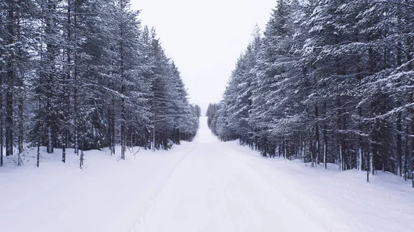 Aerial View Drone Nature Landscape Capped Snow Coniferous Forest Birds — стоковое фото