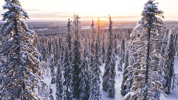 Aerial View Drone Snowy Pines High Trees Lapland National Park — стоковое фото