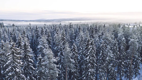Aerial View Drone Snowy Pines High Trees Lapland National Park — Stock Photo, Image