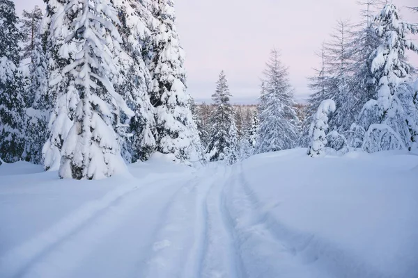 Зимний Пейзаж Хвойных Лесов Хвойными Породами Покрытыми Снегом Тропинкой Расположенной — стоковое фото
