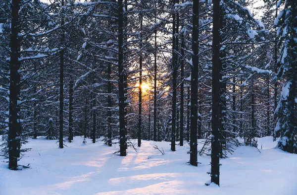 Schilderachtig Landschap Van Rustig Winterbos Met Hoge Naaldbomen Verse Sneeuwverschuivingen — Stockfoto