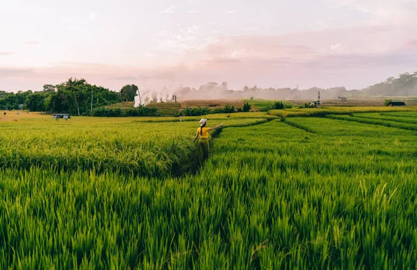 Back View Anonymous Farmer Walking Narrow Path Rows Rice Pointing — Foto Stock