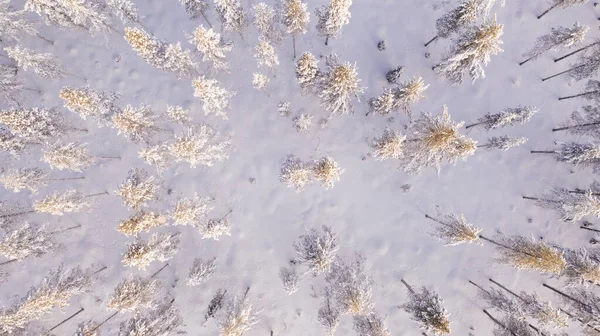 Aerial View Drone Frozen Snowy Pines Coniferous Forest Trees Lapland — Zdjęcie stockowe