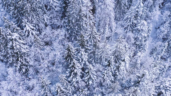 Tall Conifer Trees Covered Hoarfrost Growing Woods Snowy Winter Day — Foto Stock