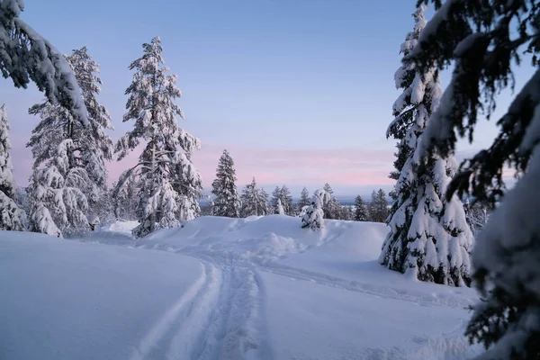 Winter Season View White Forest Snowy Freese Trees Wanderlust Getaway — стоковое фото