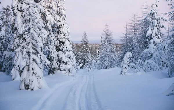 Den Pittoreska Naturen Granskogen Med Snöiga Träd Och Nedtrampade Stigar — Stockfoto