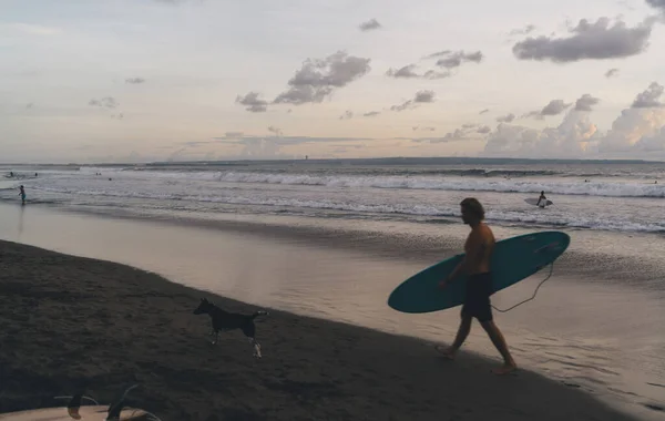 Side view of anonymous male surfer walking along sandy seashore with dog and carrying surfboard at cloudy evening in Bali