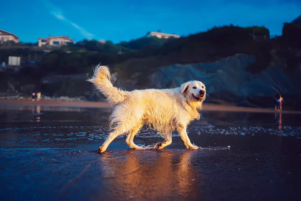 Lovely Cute Wet Puppy Golden Retriever Running Coastline Joyful Funny — Stock Photo, Image