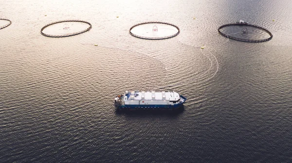 Salmon Fish Farming Norway Sea Food Industry Traditional Craft Production — Stock Photo, Image