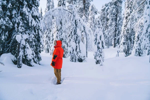 Karlı Donmuş Uzun Ağaçların Yanında Duran Bir Adam Aktif Yolculukta — Stok fotoğraf