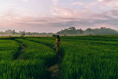 Filipinler 'deki pirinç tarlasında yürürken uzun saçlı, sıradan giysili genç bir kadının arka plan görüntüsü.