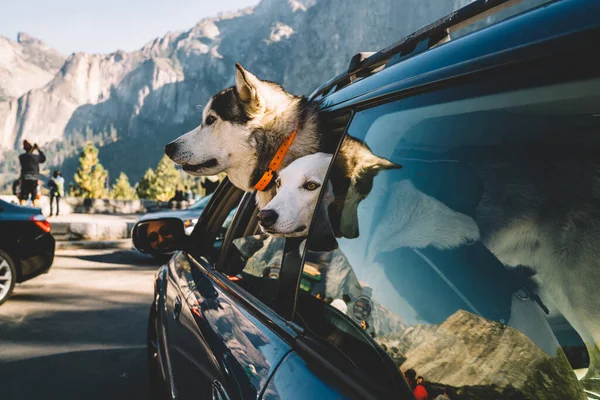 Side View Cute Husky White Dog Siting Black Car Looking — стоковое фото