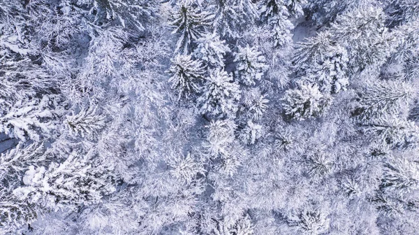 Bovenaanzicht Van Boomtoppen Van Naaldbomen Bedekt Met Sneeuw Het Bos — Stockfoto