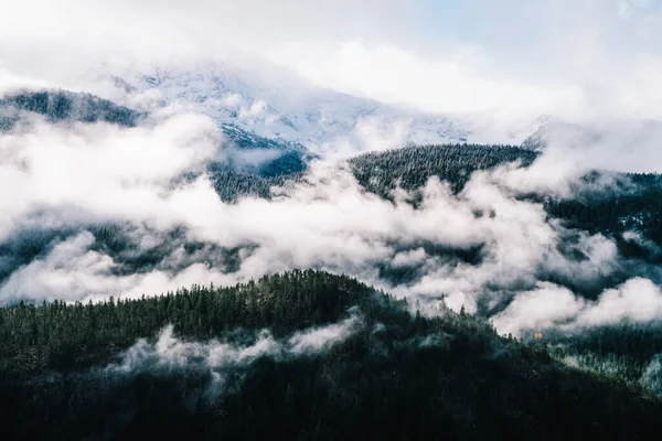Drone View Majestic Evergreen Coniferous Woods Surrounded White Mist Cloudy — стокове фото