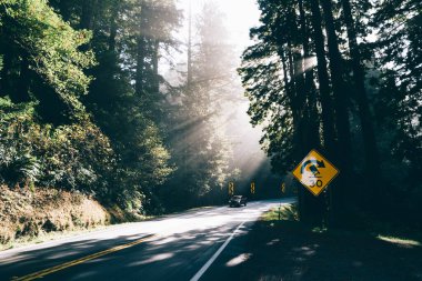 Modern otomobiller yeşil ormanda, bulutsuz gökyüzünün altında yüksek çam ağaçları ile dışarıda sıcak havada serpentin yolda ilerliyorlar.