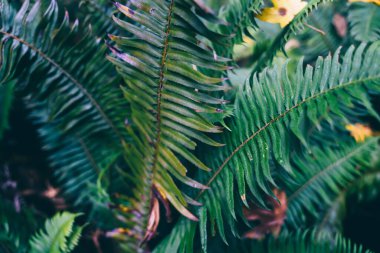 Yeşil eğreltiotu çalılarının kapanması tropikal bir ülkenin büyük fidanlığının ortasında sonbahar günü vahşi ormanlarda çiçek açar.
