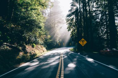 Uzun ağaçların arasında yol işaretleri olan dar yol yaz günü sıcacık doğada güneş ışınlarıyla ormana çıkıyor.