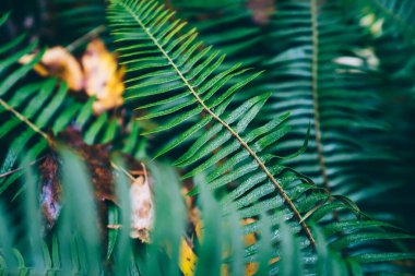 Vahşi yüzeyi yağmur damlalarıyla kaplı temiz eğreltiotu manzarası doğadaki egzotik bitkiler arasında ıslak arazide yer alır.