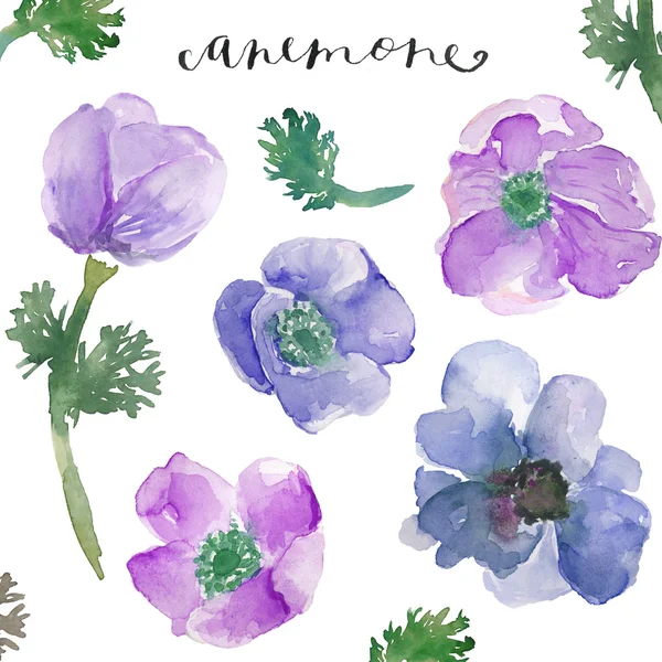 suluboya anemon. Sulu Boya çiçekler. bahar çiçekleri