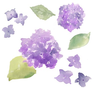 Yalıtılmış zemin üzerine suluboya ortancaları