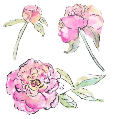 Peony çiçek çiçek