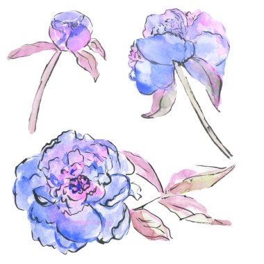 Peony çiçek çiçek