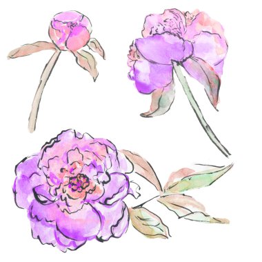 Peony çiçek çiçek