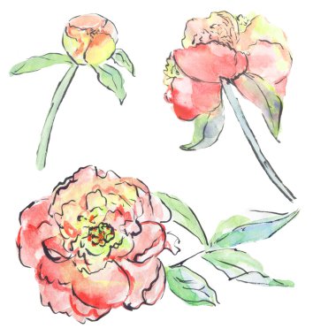 Peony çiçek çiçek