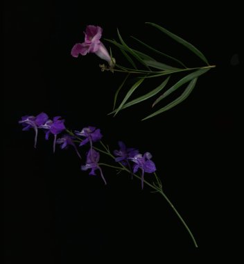 Mor bahar çiçekleri